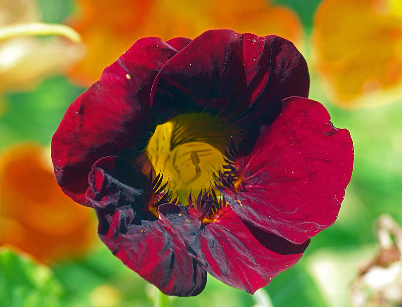 Изображение особи Tropaeolum majus.