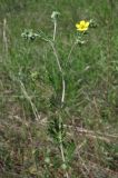 Potentilla argentea. Побег. Крым, Севастополь, Караньская балка. 10 мая 2012 г.