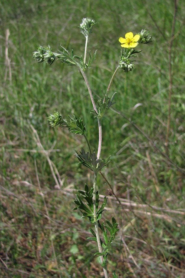 Image of Potentilla argentea specimen.