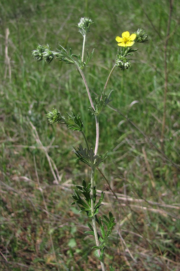 Изображение особи Potentilla argentea.