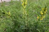 Astragalus turkestanus