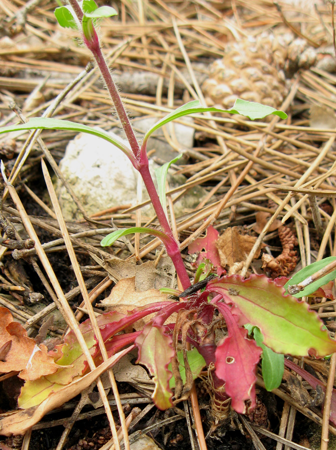 Image of Saponaria glutinosa specimen.