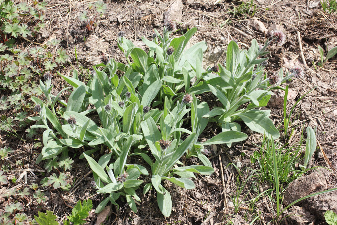 Image of Solenanthus karateginus specimen.