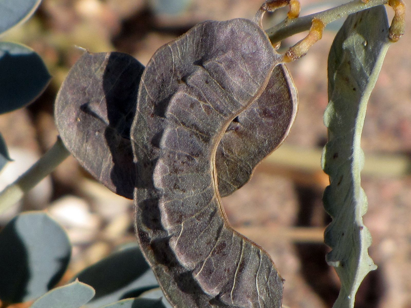 Image of Senna italica specimen.