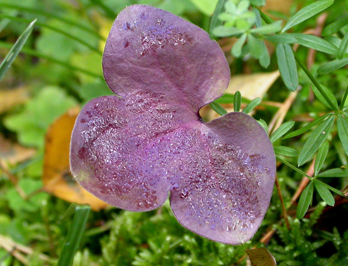 Image of Hepatica nobilis specimen.