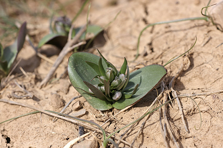 Изображение особи Rhinopetalum stenantherum.