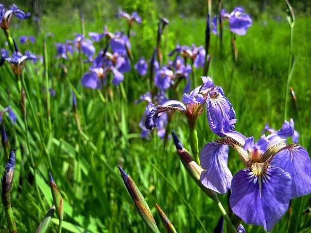 Image of Iris setosa specimen.