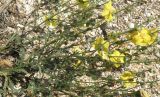 Verbascum pinnatifidum. Средняя часть побегов с цветками и бутонами. Краснодарский край, Ейский п-ов, коса Долгая. 11.07.2012.