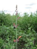 Agastache rupestris