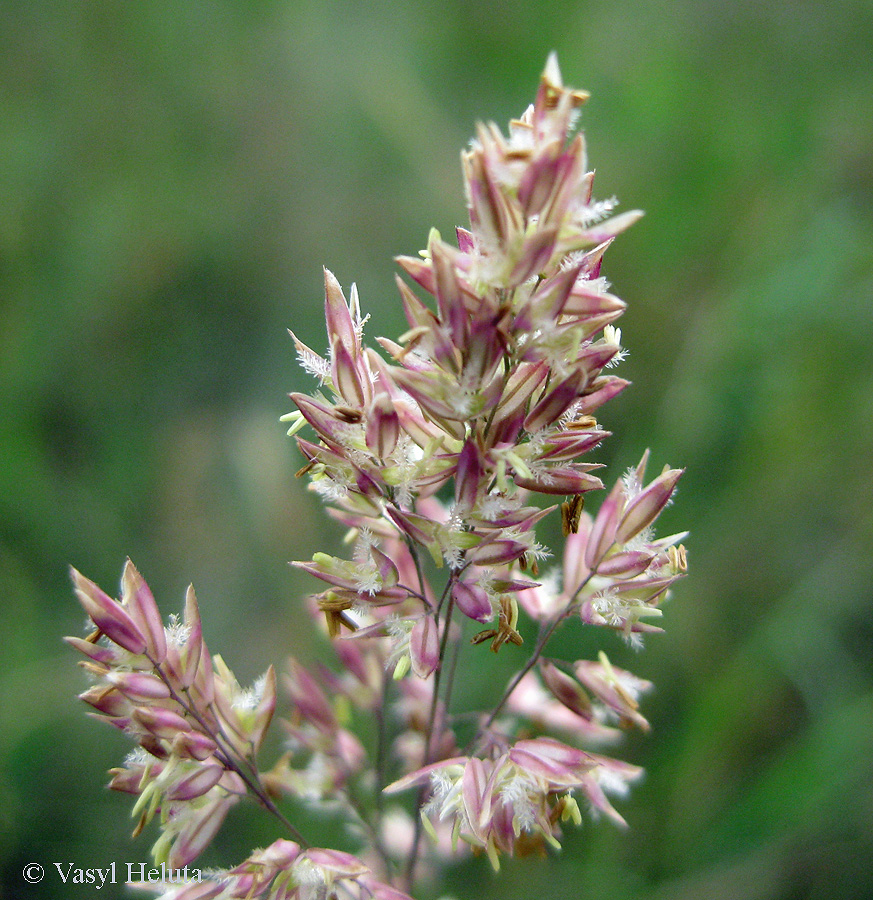 Изображение особи Holcus lanatus.