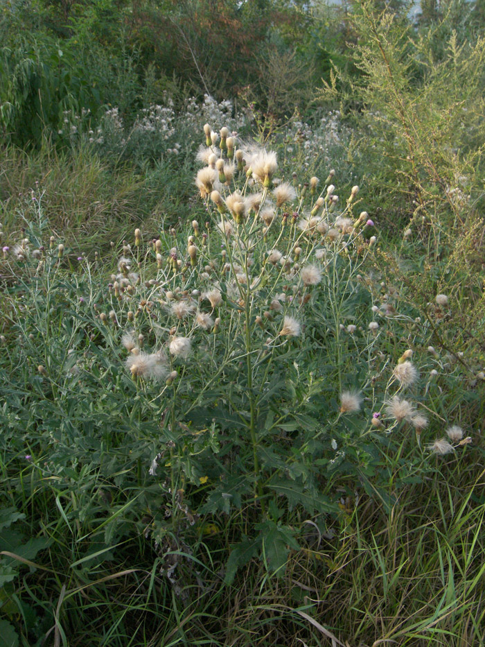 Изображение особи Cirsium incanum.