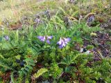 Astragalus subpolaris