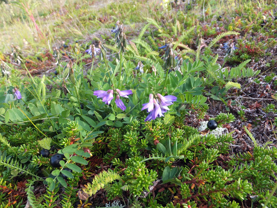 Image of Astragalus subpolaris specimen.