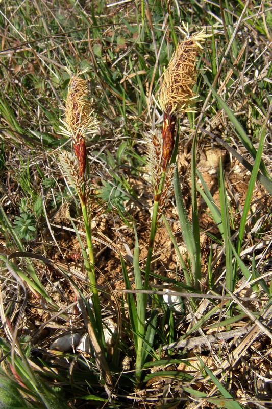 Изображение особи Carex hirta.