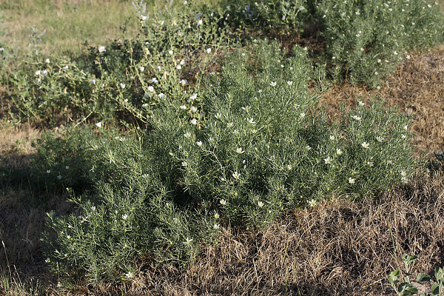 Image of Peganum harmala specimen.