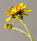 Hieracium sabaudum