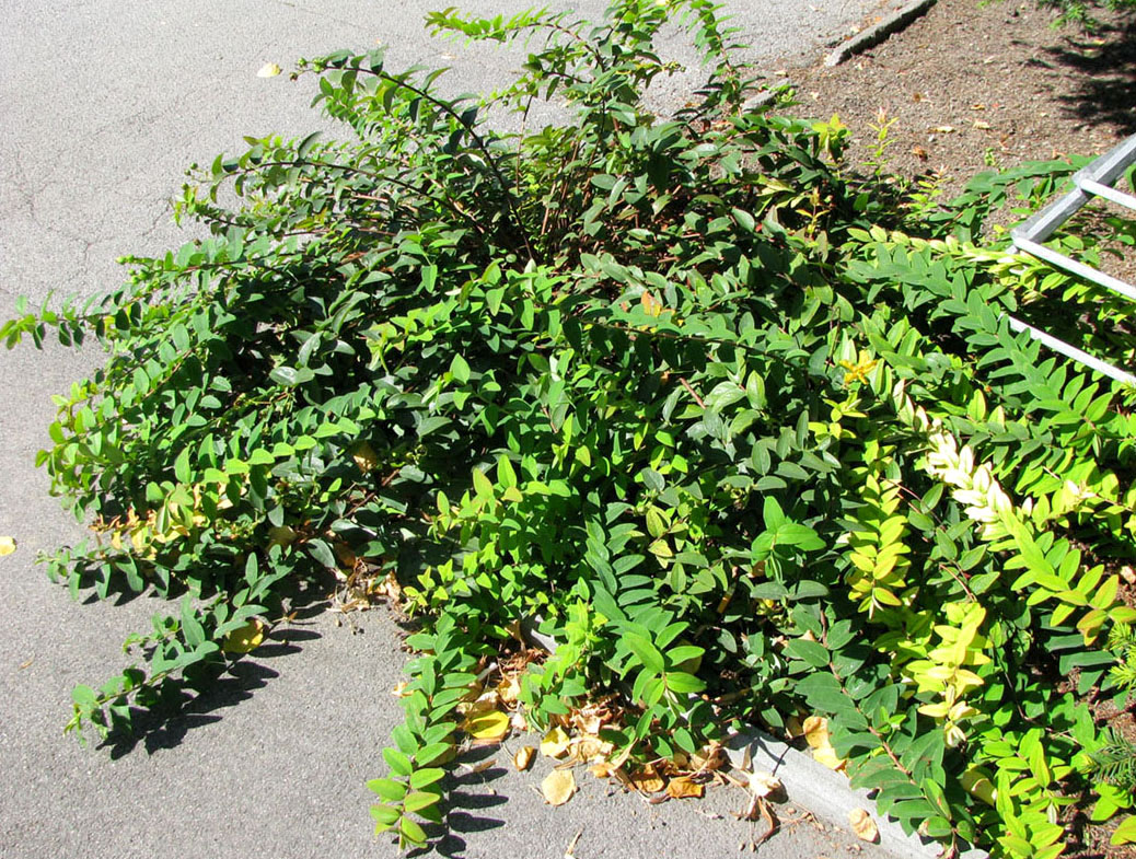 Image of genus Hypericum specimen.