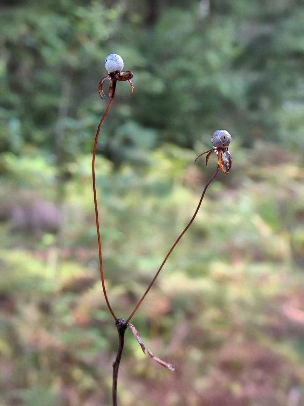 Изображение особи Trientalis europaea.