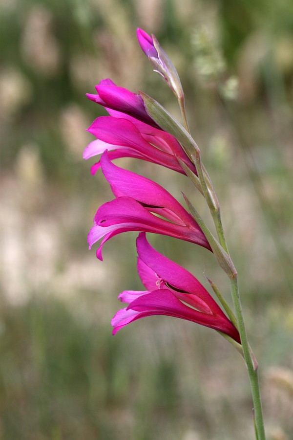 Изображение особи род Gladiolus.