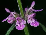 Image of taxon representative. Author is Виталий Гуменюк