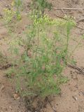 Senecio sylvaticus