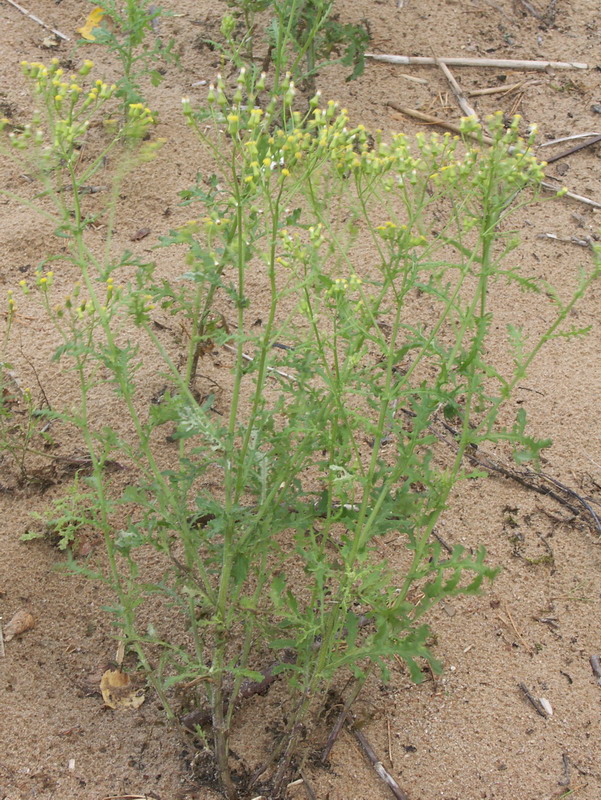 Image of Senecio sylvaticus specimen.