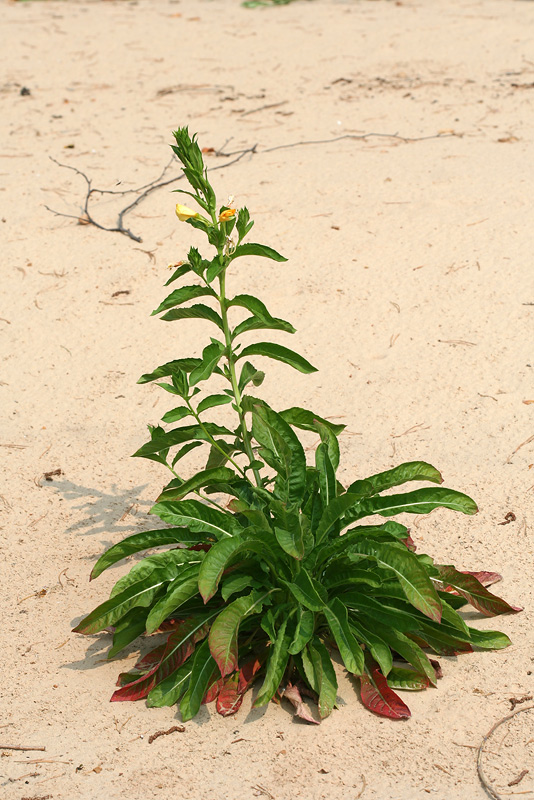 Image of Oenothera biennis specimen.
