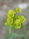 Euphorbia boissieriana