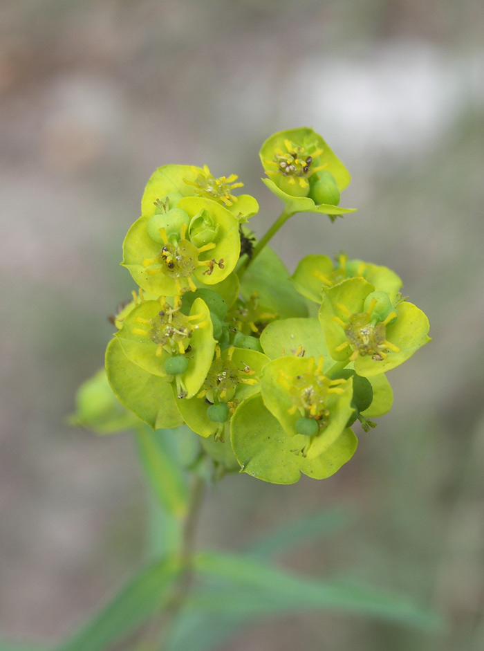 Изображение особи Euphorbia boissieriana.