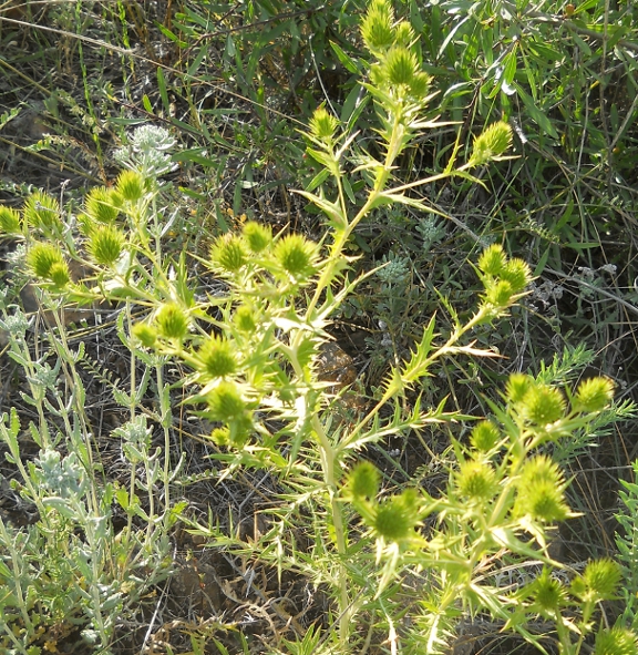 Изображение особи Cousinia daralaghezica.