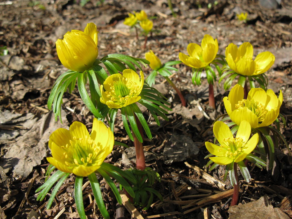 Image of Eranthis cilicica specimen.