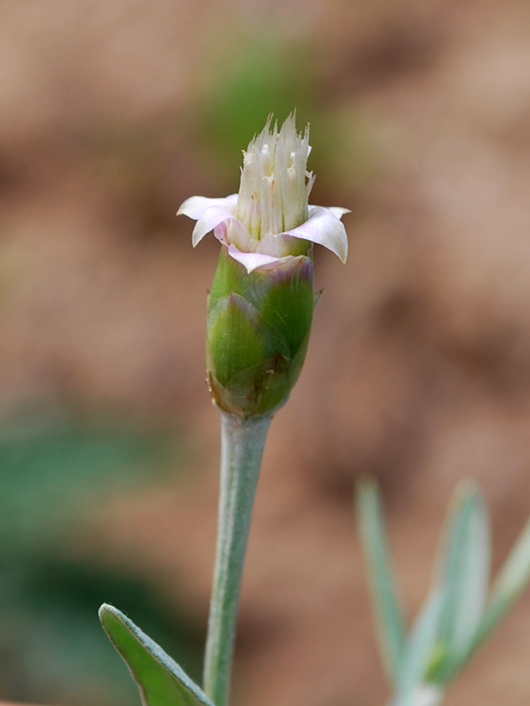 Изображение особи Chardinia orientalis.