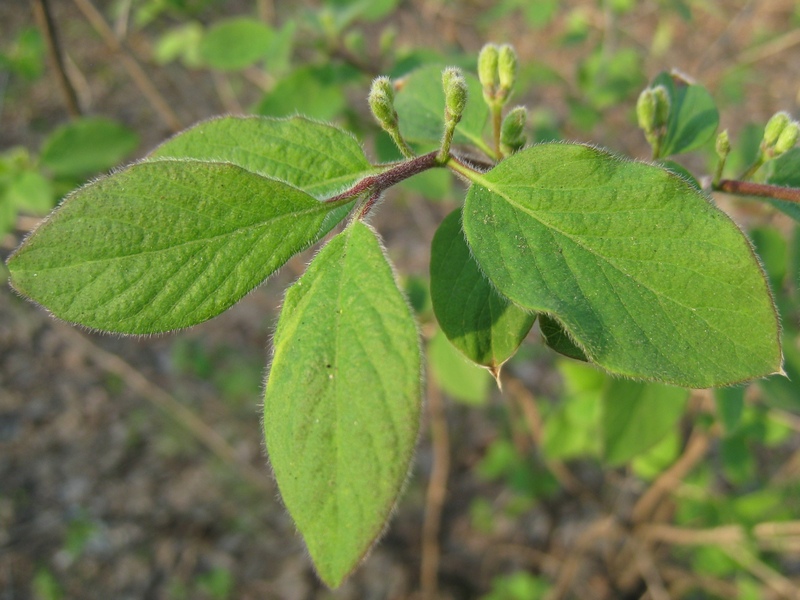 Image of Lonicera xylosteum specimen.