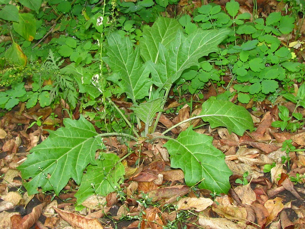 Изображение особи Hyoscyamus niger.