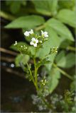 Cardamine amara. Верхушка цветущего растения. Ленинградская обл., Ломоносовский р-н, р. Фабричная Речка, мелководье. 26.05.2012.