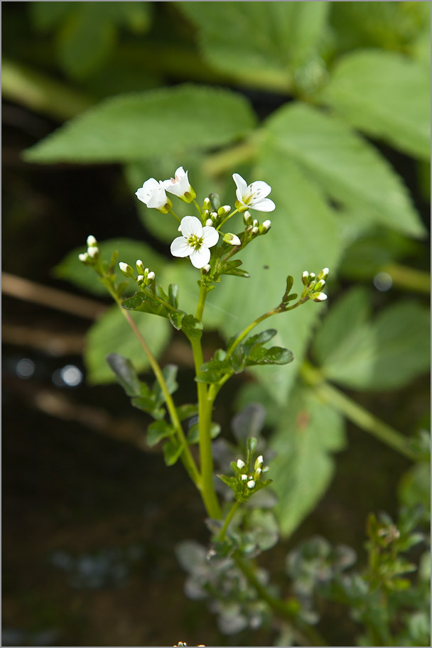 Изображение особи Cardamine amara.