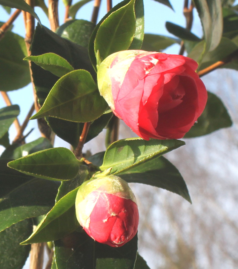 Изображение особи Camellia japonica.