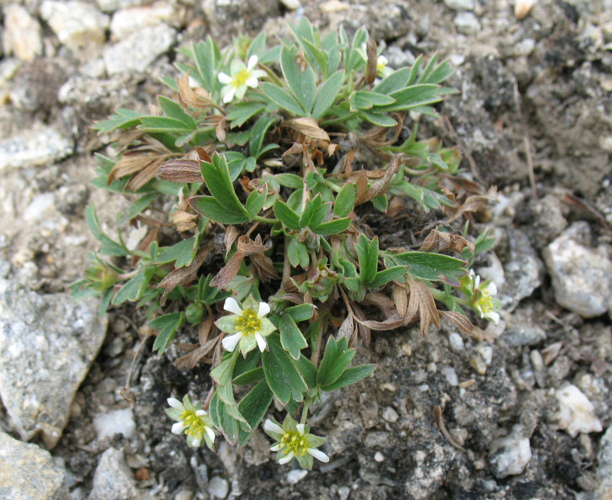 Изображение особи Sibbaldianthe adpressa.