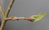 Viburnum plicatum. Часть веточки с развивающимся соцветием. Германия, г. Кемпен, в прогулочной зоне. 22.03.2013.