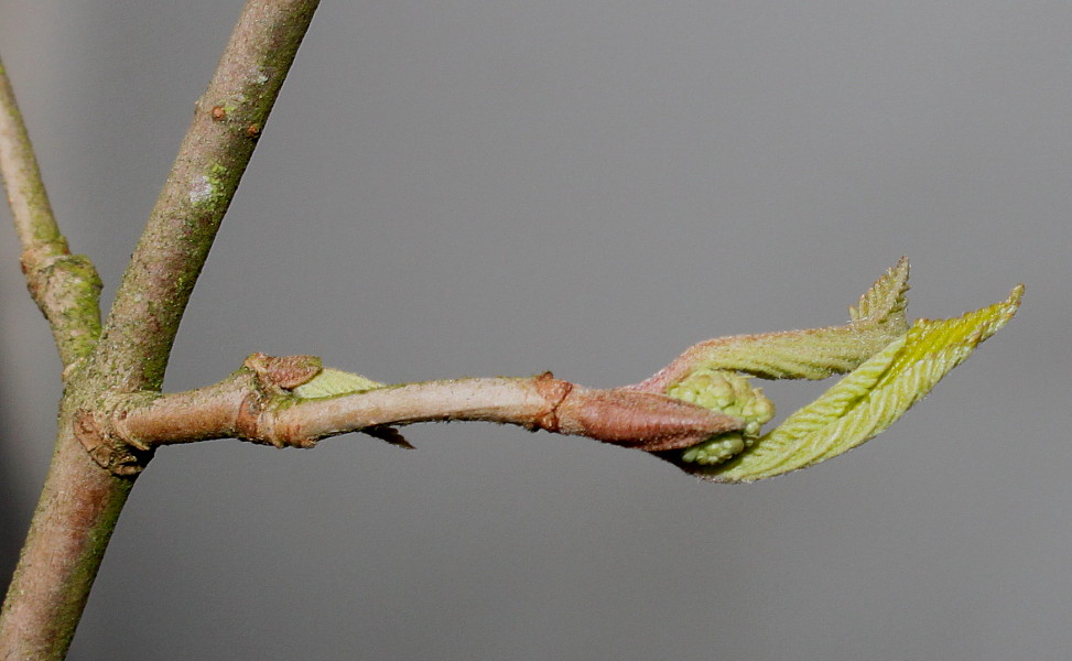 Изображение особи Viburnum plicatum.