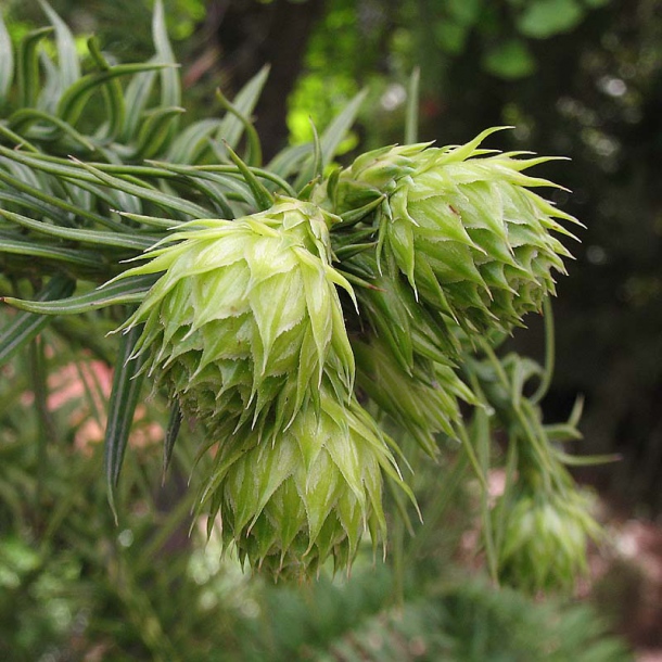 Изображение особи Cunninghamia lanceolata.