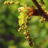 Quercus robur. Соцветие. Ростовская обл., Неклиновский р-н, Большенеклиновское с/п, дол. р. Сарматская. 28.04.2013.