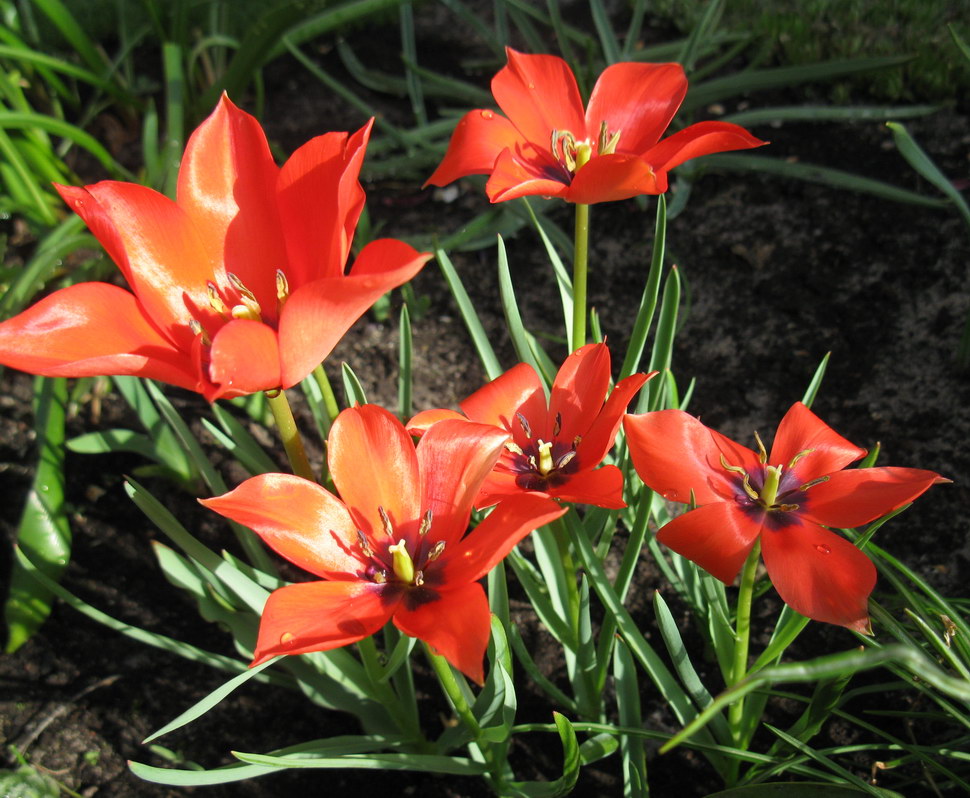 Изображение особи Tulipa linifolia.