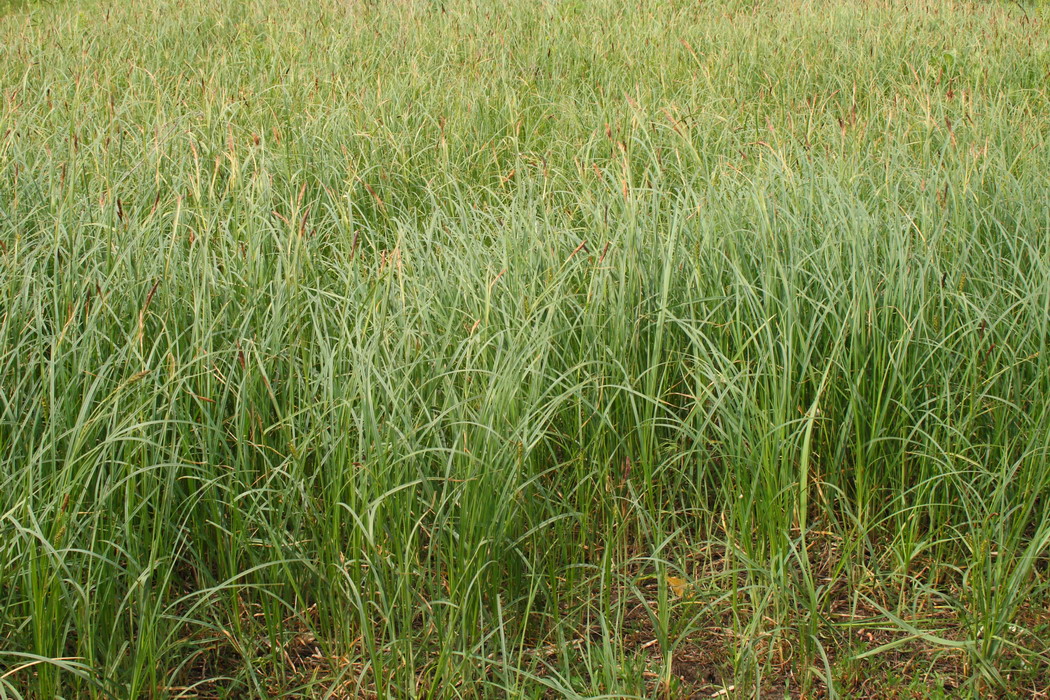 Image of Carex melanostachya specimen.