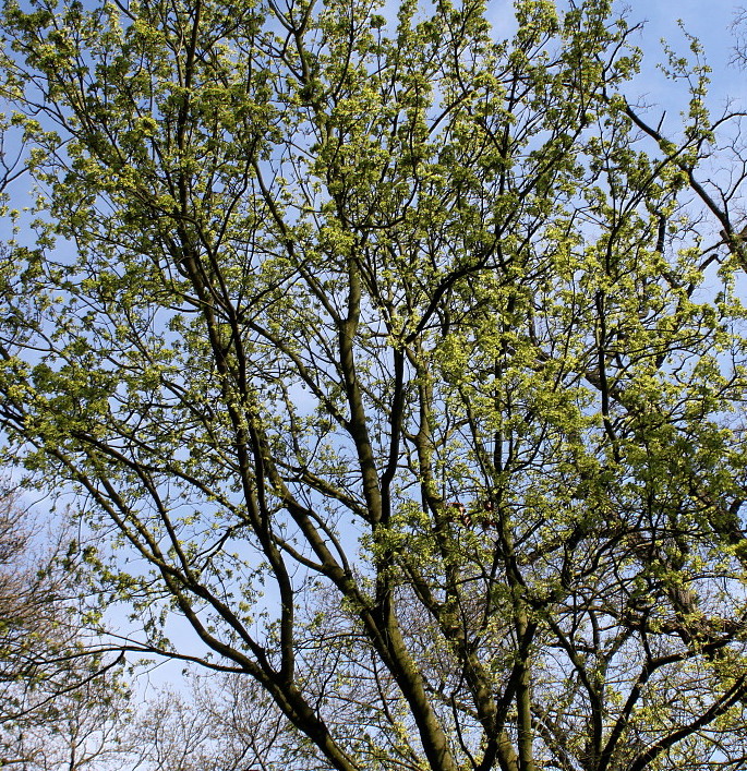 Image of Acer monspessulanum specimen.