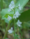 Veronica officinalis