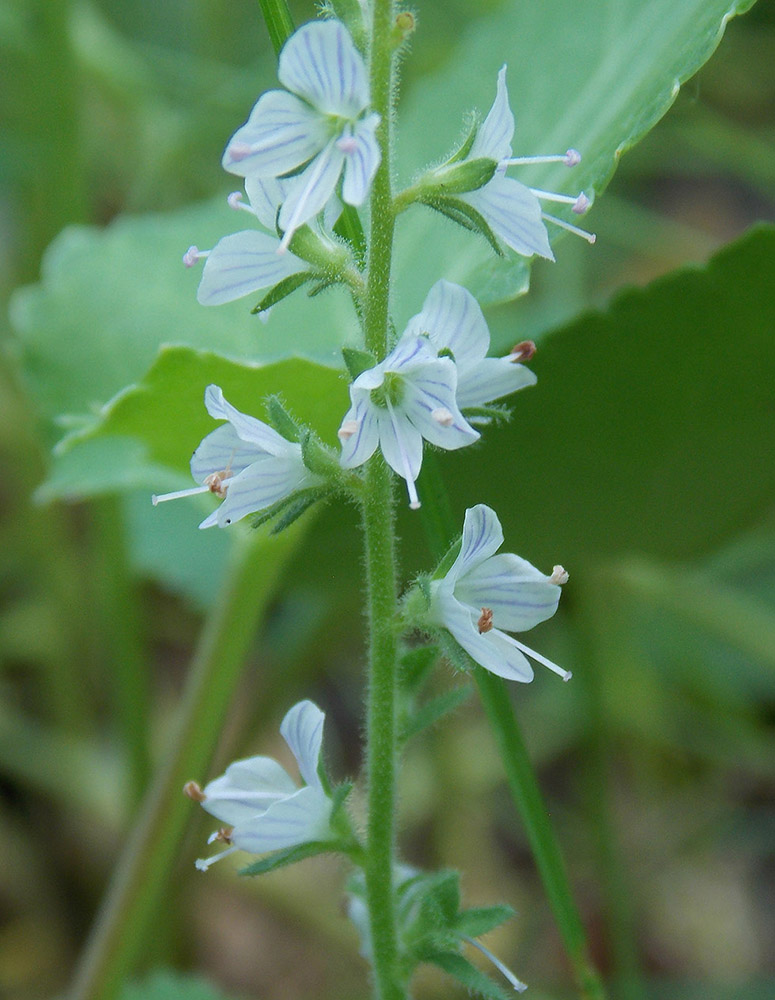 Image of Veronica officinalis specimen.