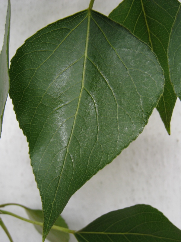 Image of Populus balsamifera specimen.