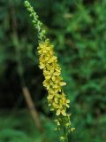 Agrimonia eupatoria. Часть соцветия. Санкт-Петербург, Дудергофские высоты, поляна среди широколиственного леса. Июнь.