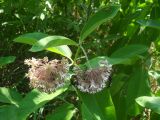 Asclepias syriaca. Верхушка побега с соцветиями и кормящимися насекомыми. Украина, г. Киев, лес на восточной окраине. 27.06.2013.